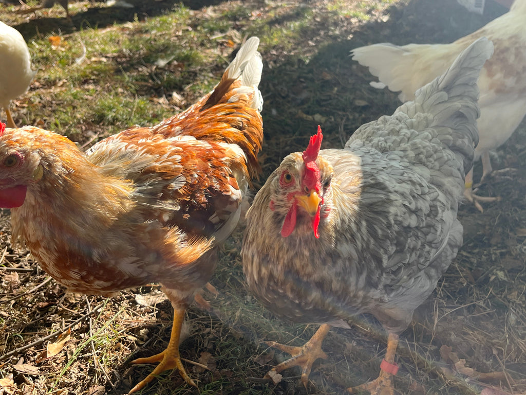 Swedish Flower Chicken Eggs!