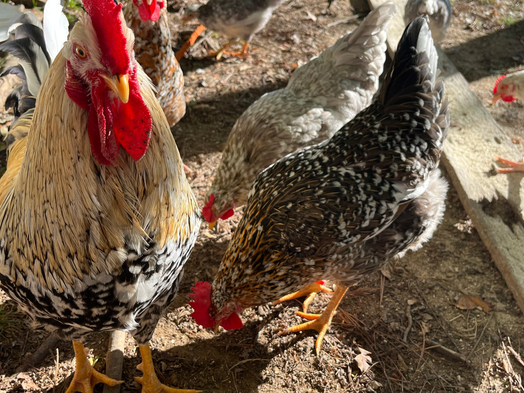 Swedish Flower Chicken Eggs!