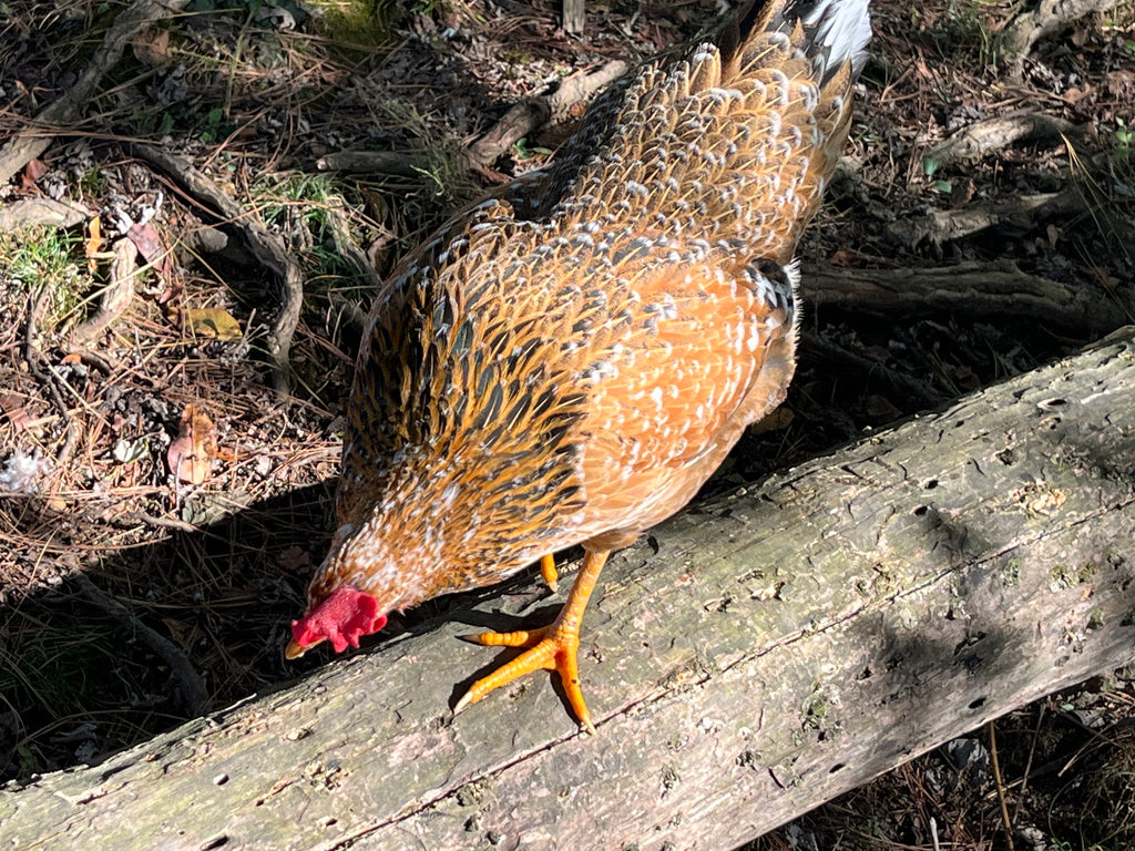 Swedish Flower Chicken Eggs!