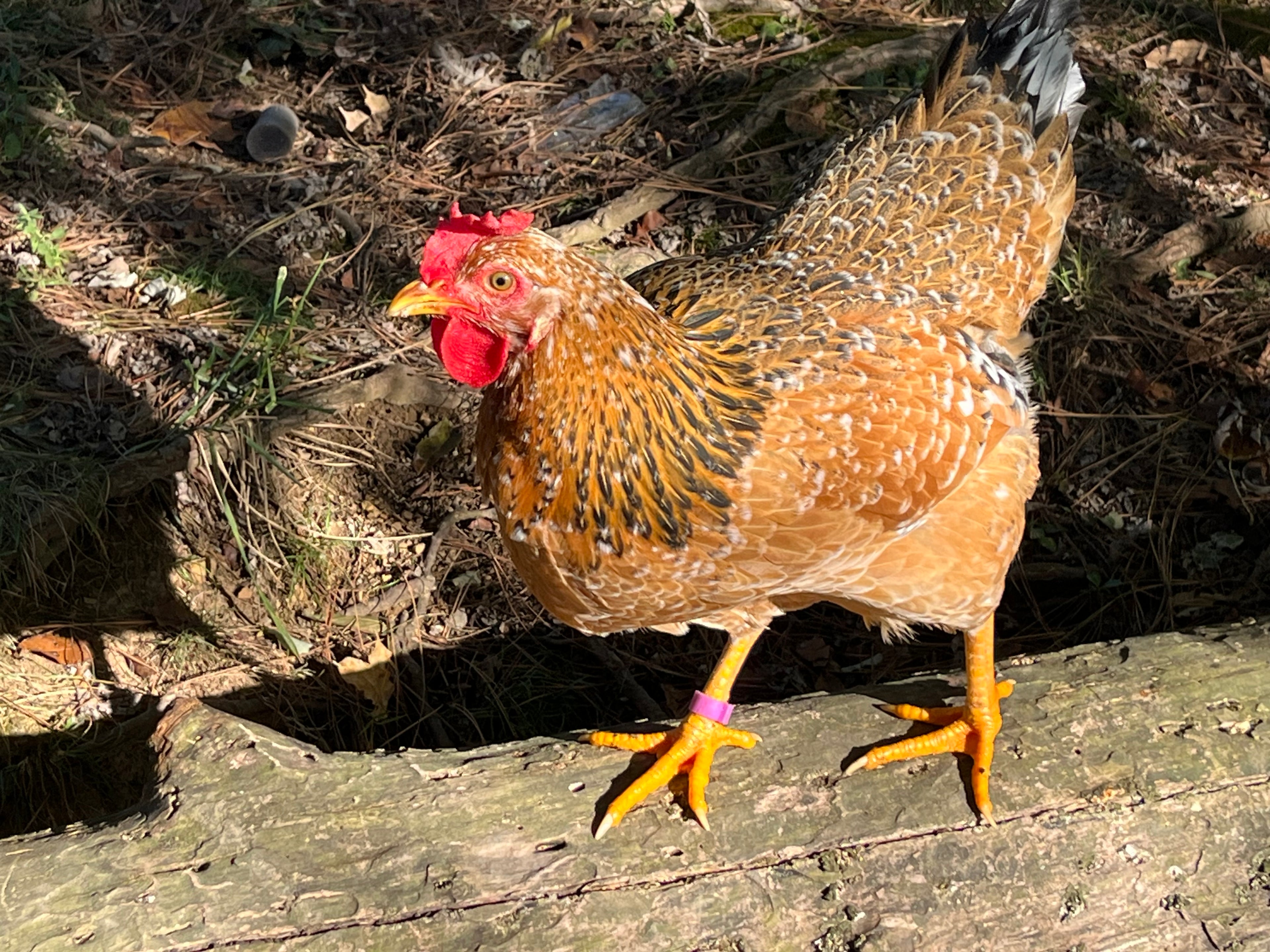 Swedish Flower Chicken Eggs!