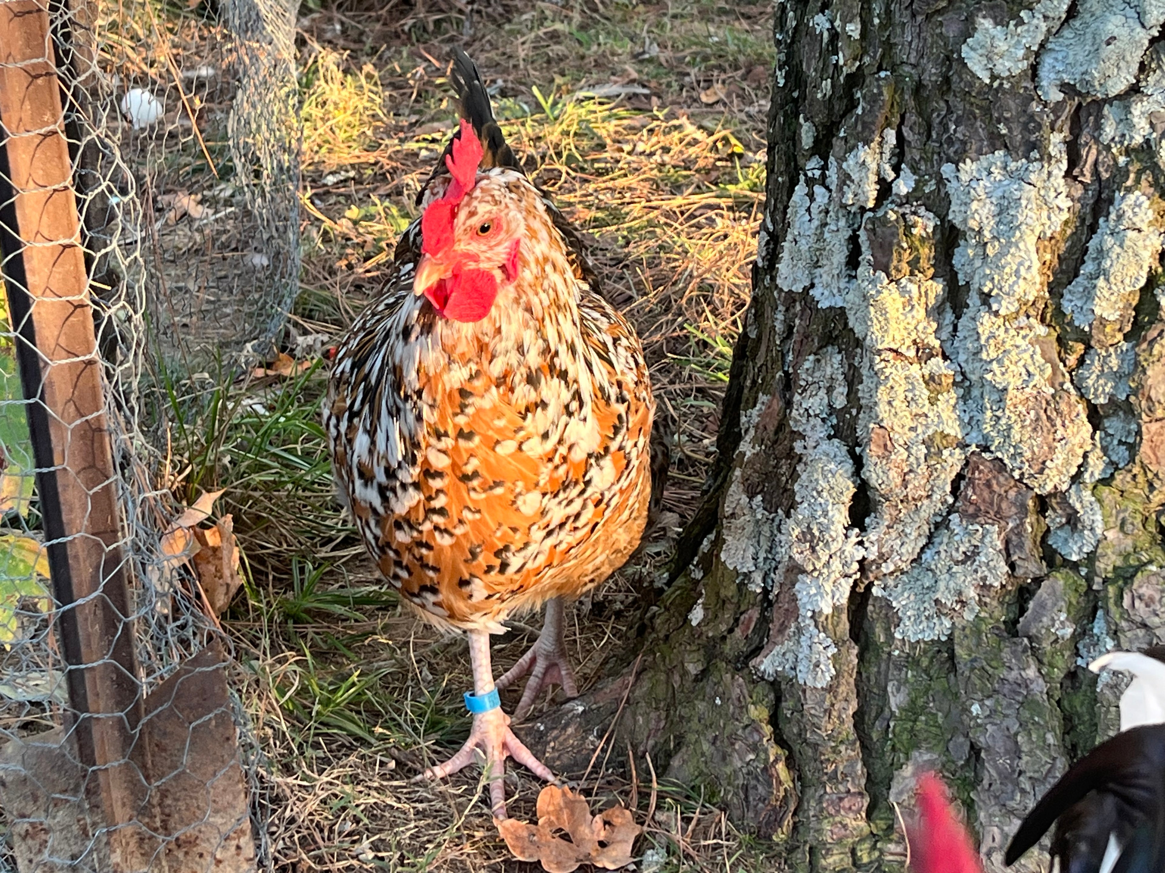 Swedish Flower Chicken Eggs!