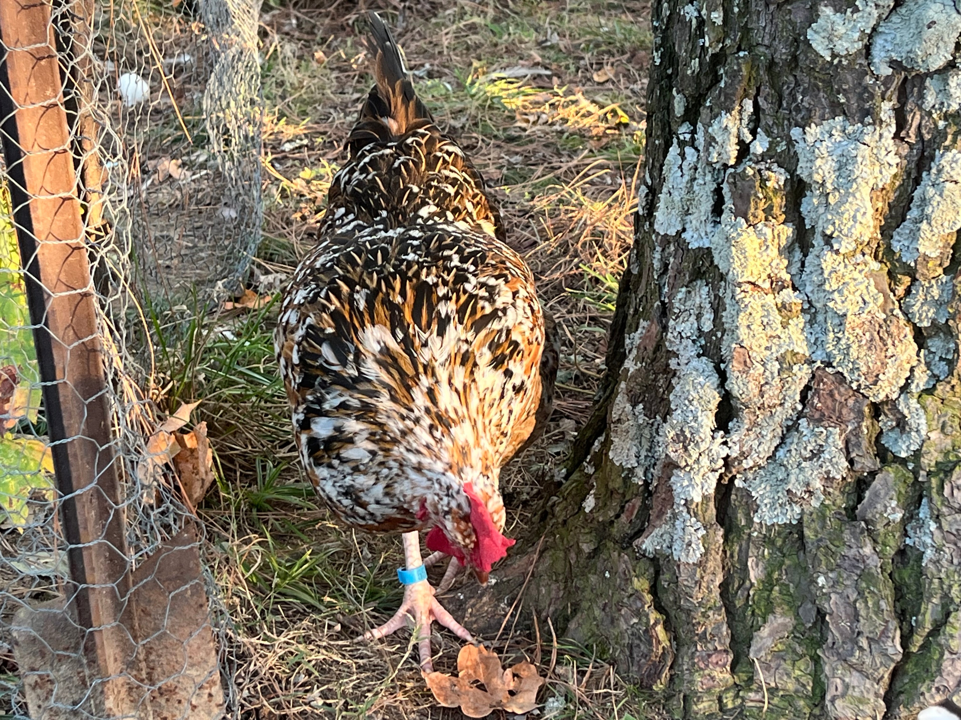 Swedish Flower Chicken Eggs!