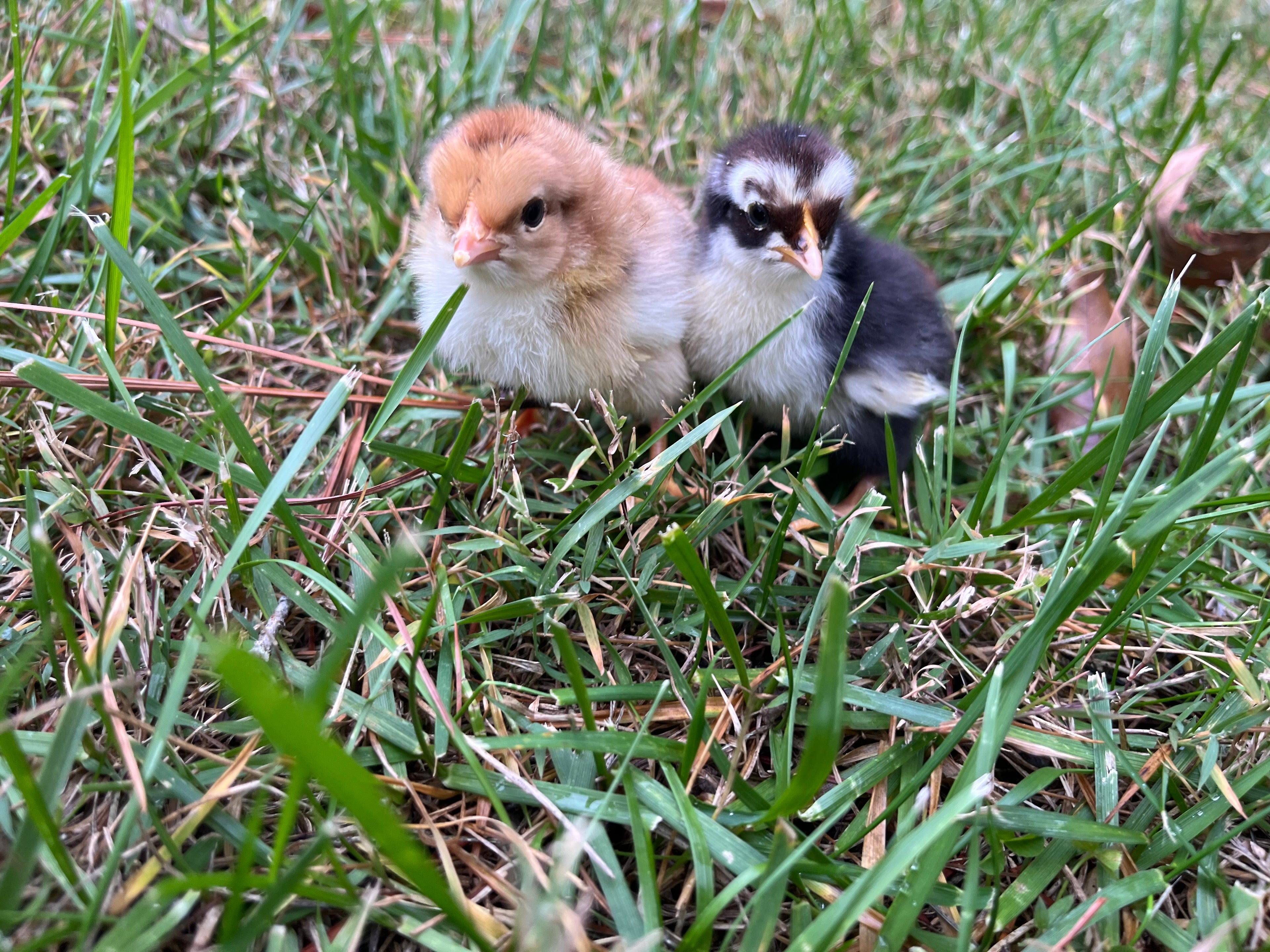 6 Swedish Flower Hen Eggs!