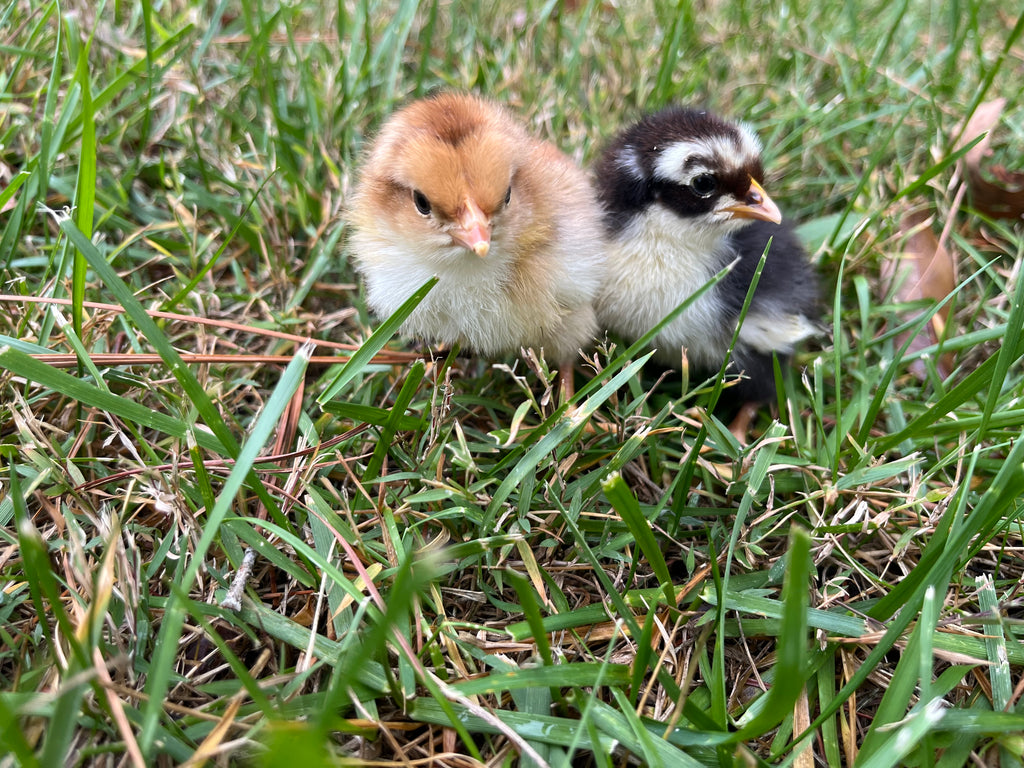 Swedish Flower Chicken Eggs!