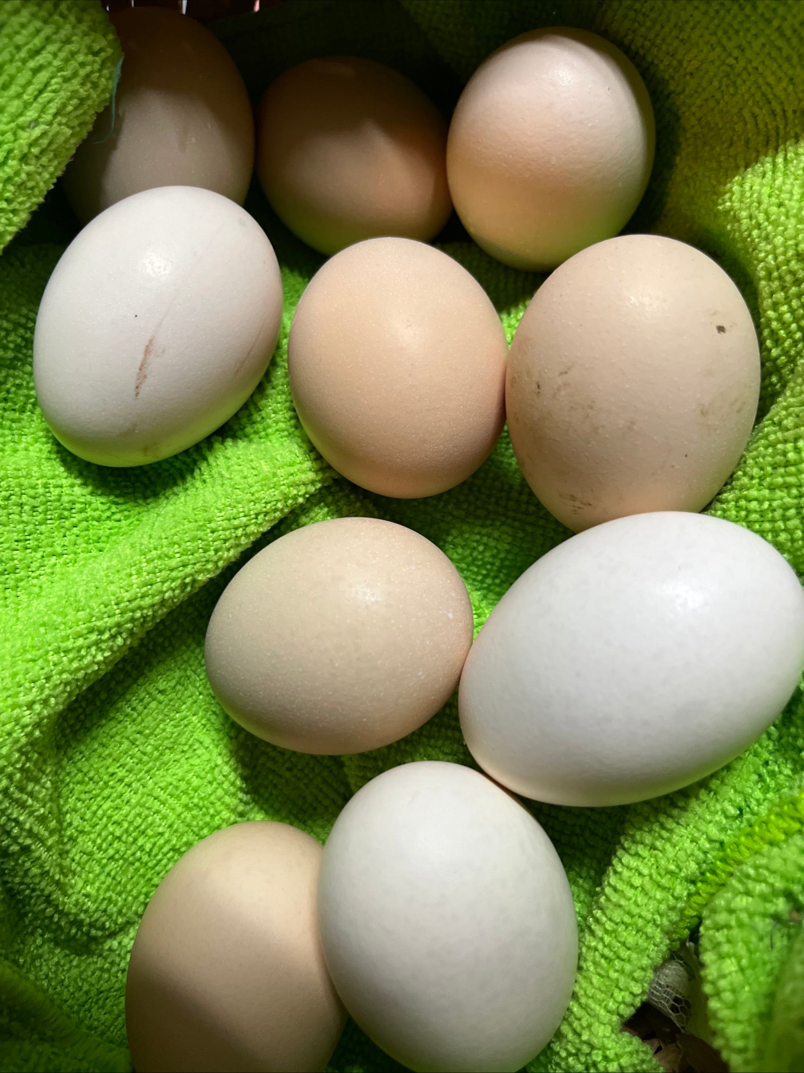 6 Swedish Flower Hen Eggs!