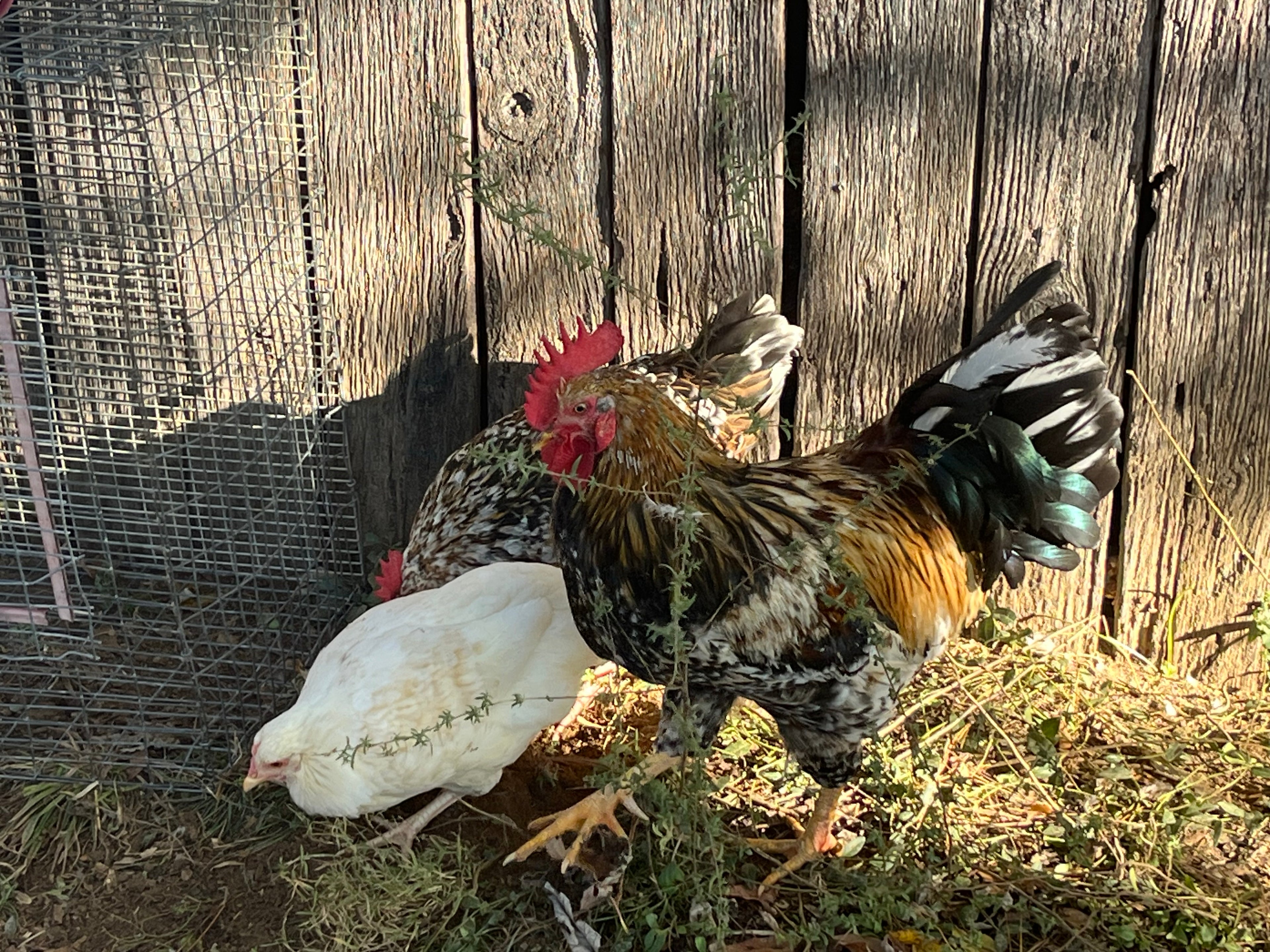 Swedish Flower Chicken Eggs!