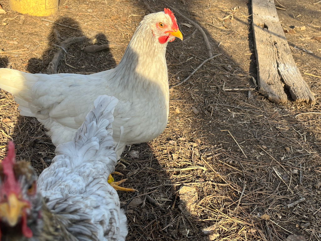 Swedish Flower Chicken Eggs!