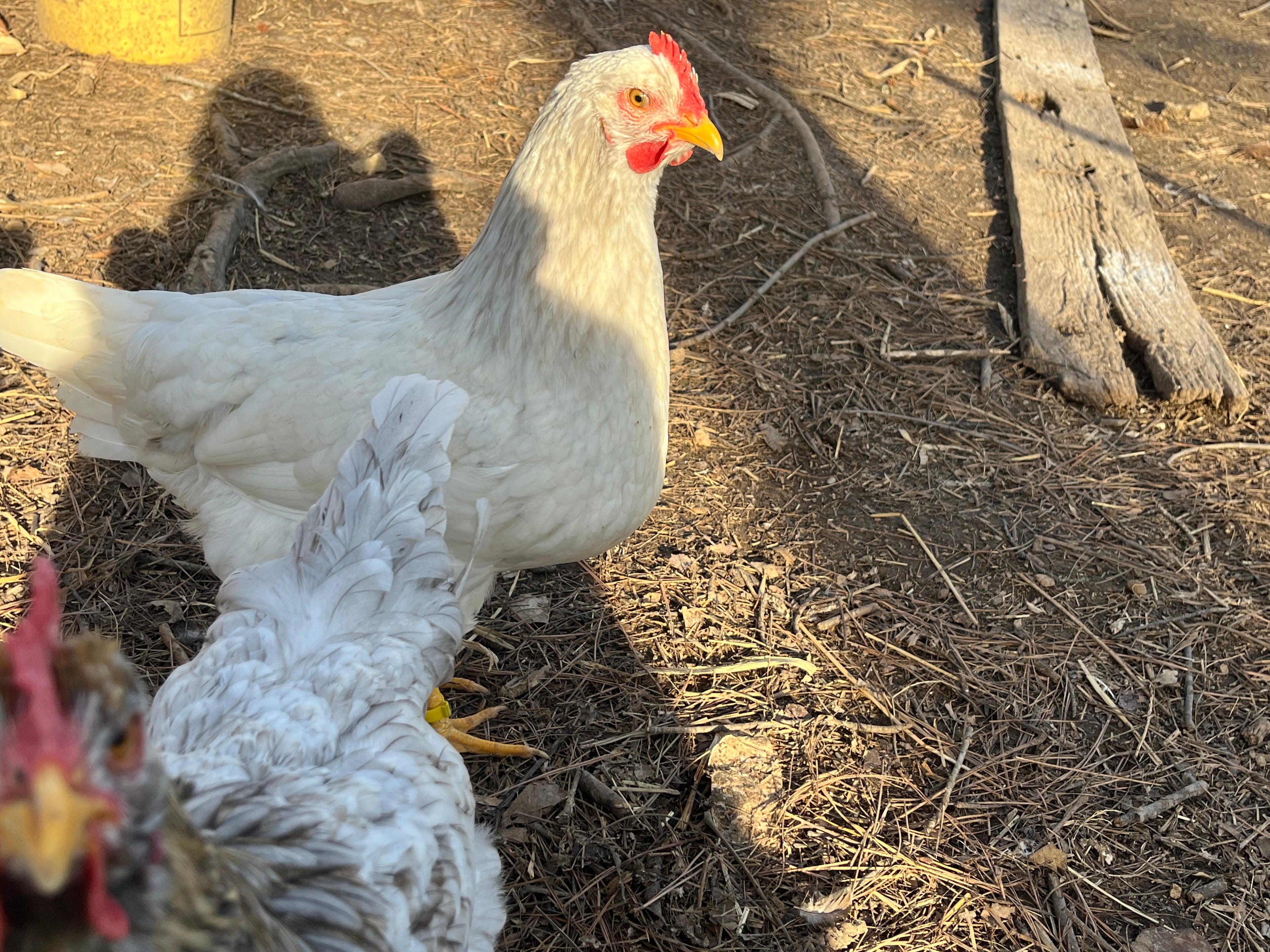 Swedish Flower Chicken Eggs!