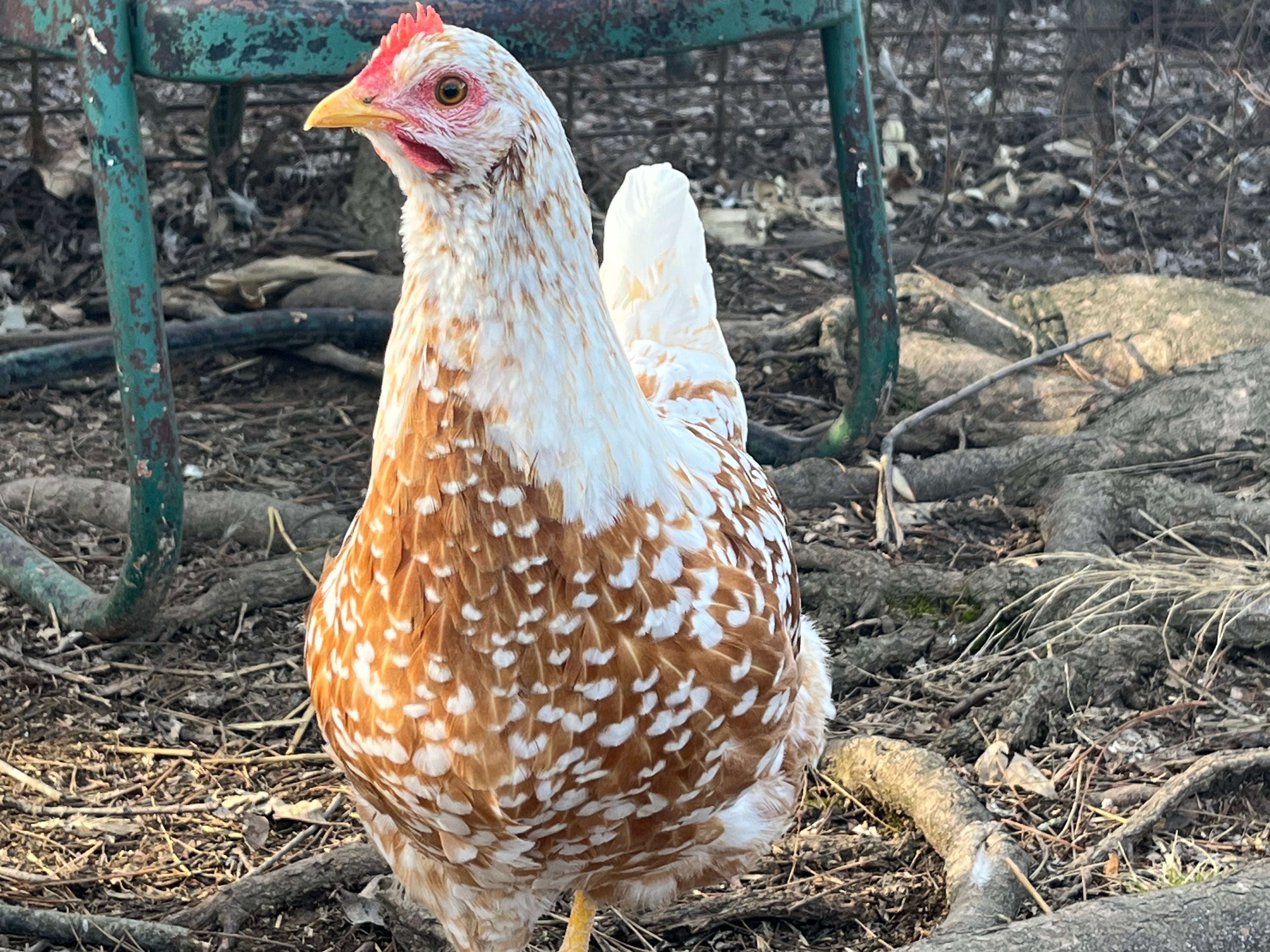 6 Swedish Flower Hen Eggs!