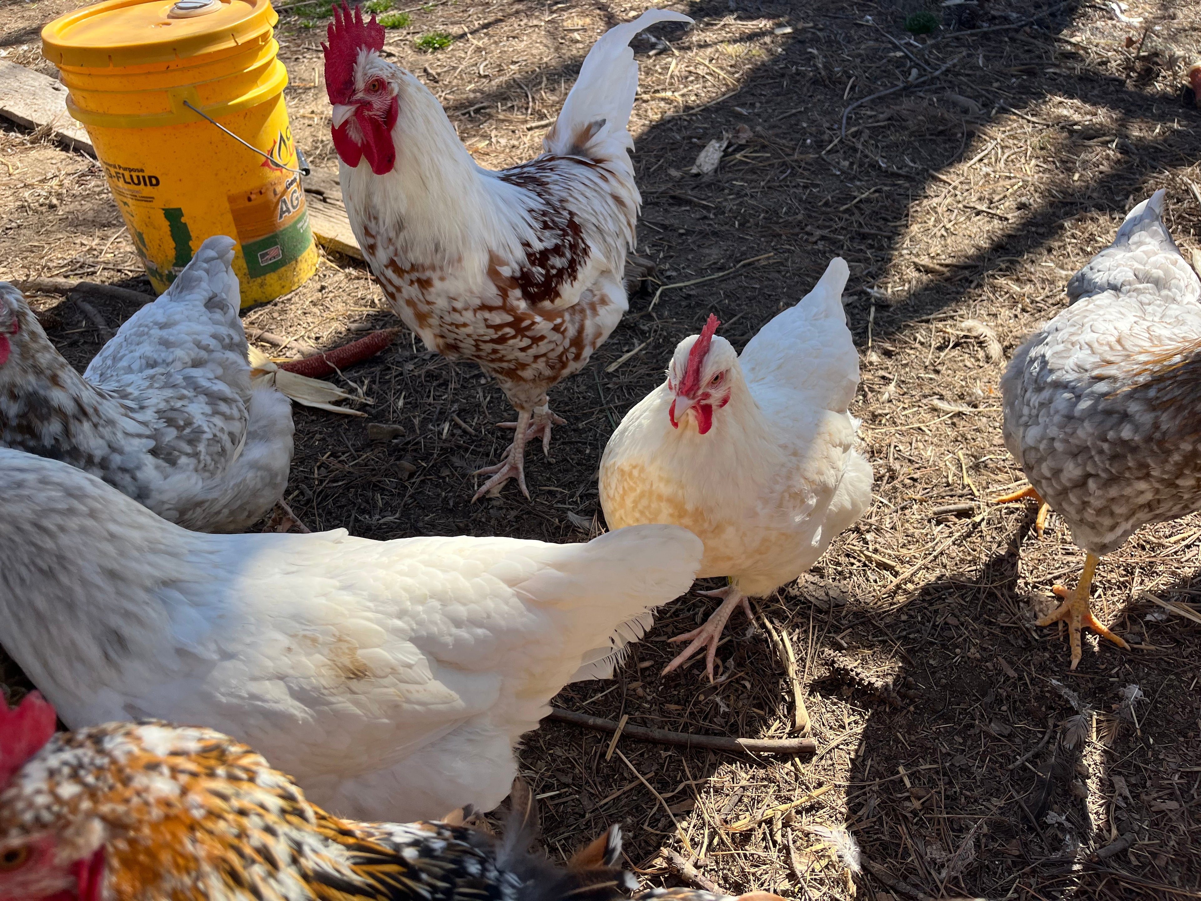 Swedish Flower Chicken Eggs!