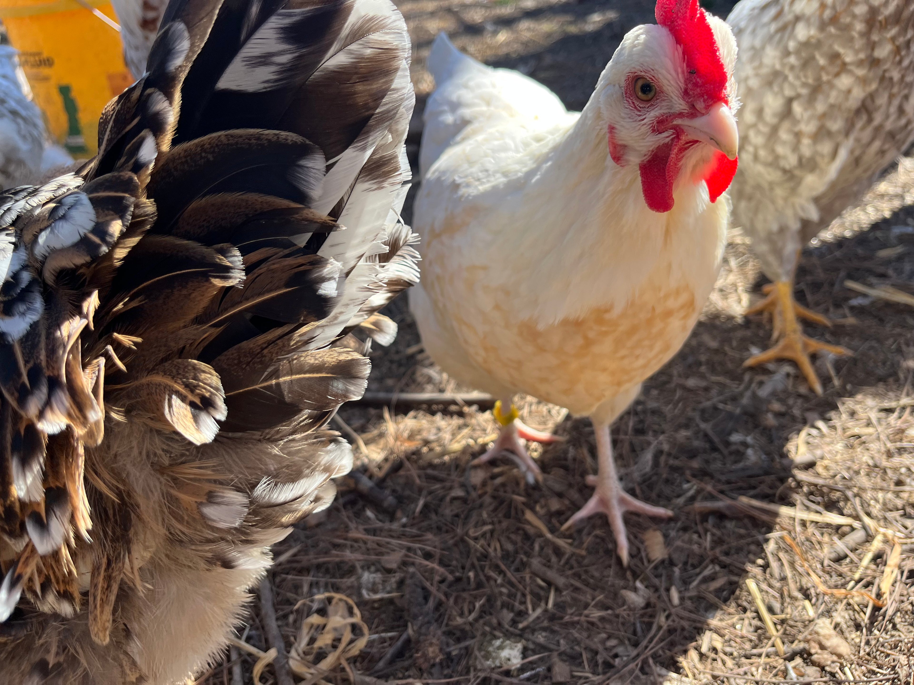 Swedish Flower Chicken Eggs!