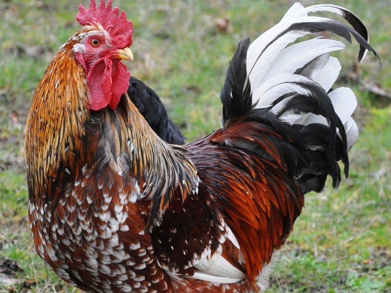 Swedish Flower Chicken Eggs!